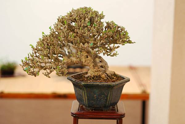 DSC_7462.jpg DSC_7462.jpg