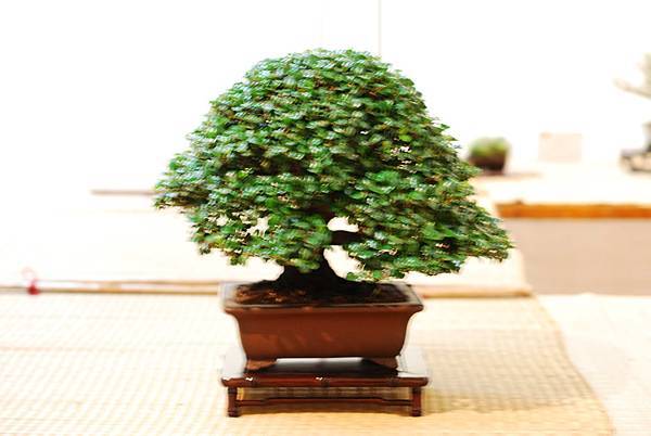 DSC_7465.jpg DSC_7465.jpg