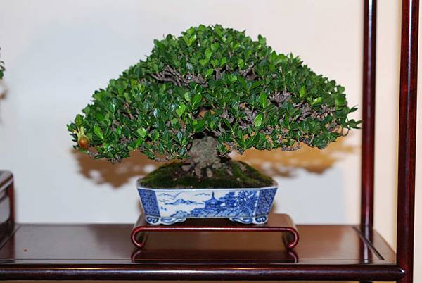 DSC_7477.jpg DSC_7477.jpg