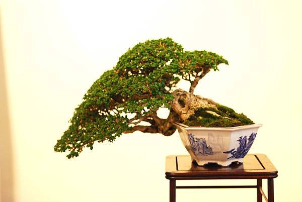 DSC_7488.jpg DSC_7488.jpg