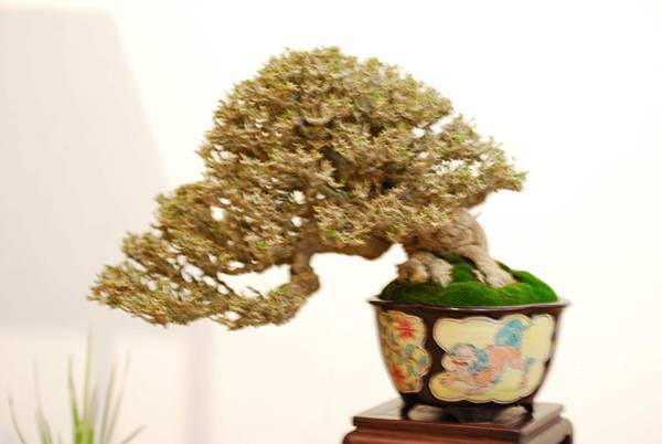 DSC_7502.jpg DSC_7502.jpg