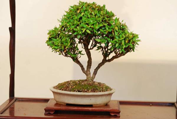 DSC_7513.jpg DSC_7513.jpg