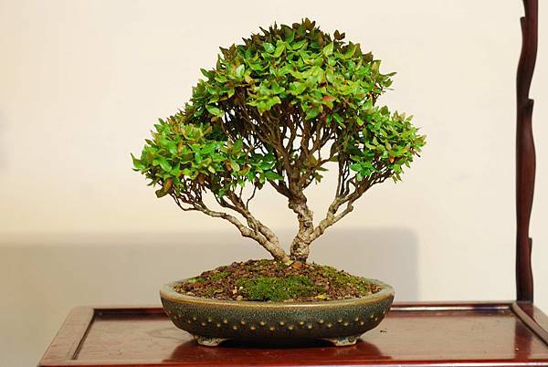 DSC_7512.jpg DSC_7512.jpg