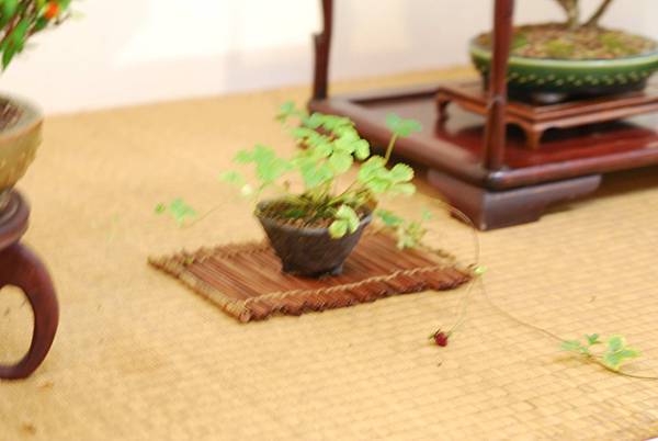 DSC_7522.jpg DSC_7522.jpg