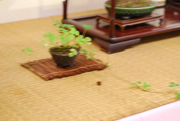 DSC_7523.jpg DSC_7523.jpg