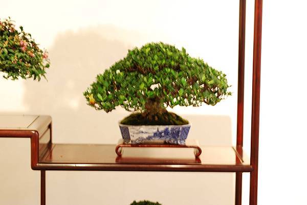 DSC_7528.jpg DSC_7528.jpg