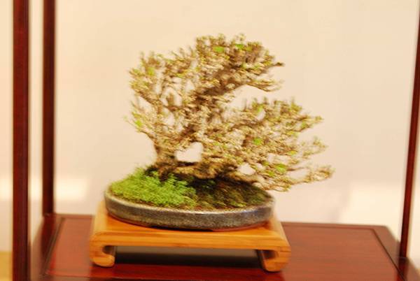 DSC_7531.jpg DSC_7531.jpg