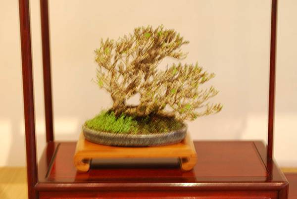 DSC_7537.jpg DSC_7537.jpg