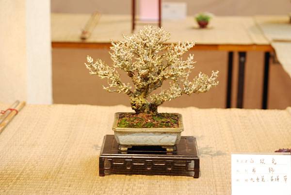 DSC_7541.jpg DSC_7541.jpg