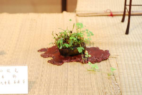 DSC_7545.jpg DSC_7545.jpg