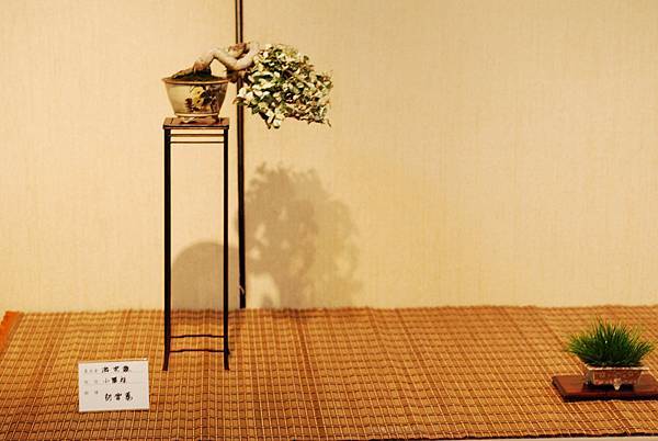 DSC_7552.jpg DSC_7552.jpg