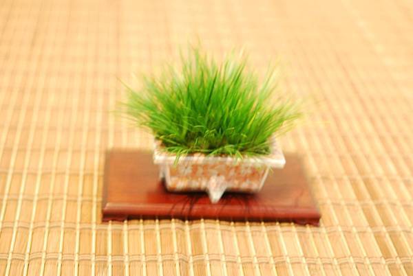 DSC_7555.jpg DSC_7555.jpg