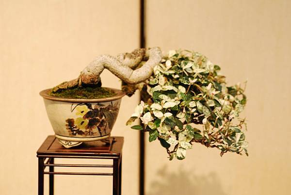 DSC_7553.jpg DSC_7553.jpg