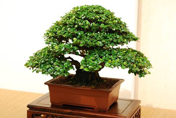 DSC_7559.jpg DSC_7559.jpg