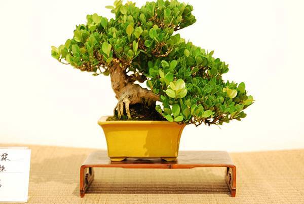 DSC_7570.jpg DSC_7570.jpg