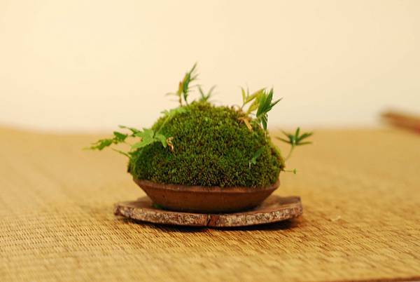 DSC_7573.jpg DSC_7573.jpg