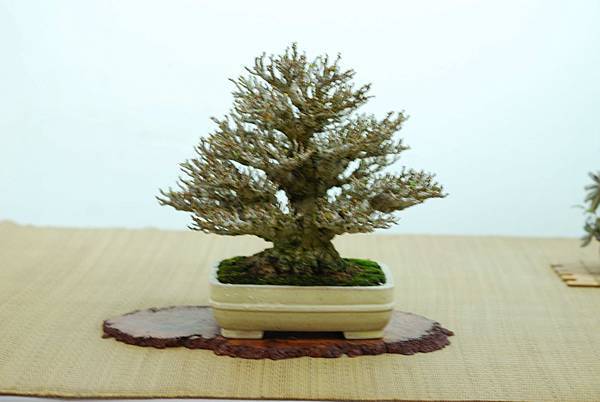 DSC_7584.jpg DSC_7584.jpg