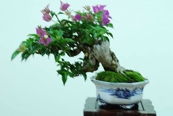 DSC_7592.jpg DSC_7592.jpg