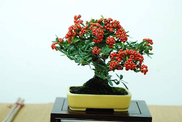 DSC_7589.jpg DSC_7589.jpg