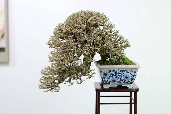 DSC_7603.jpg DSC_7603.jpg