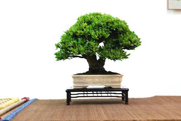 DSC_7602.jpg DSC_7602.jpg