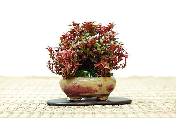 DSC_7610.jpg DSC_7610.jpg