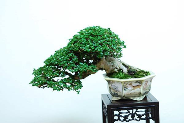 DSC_7617.jpg DSC_7617.jpg