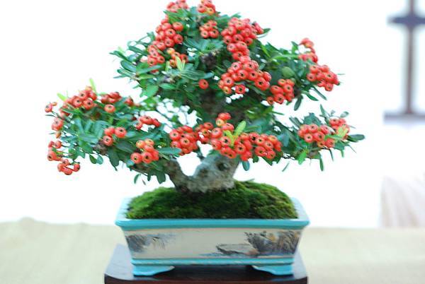 DSC_7622.jpg DSC_7622.jpg