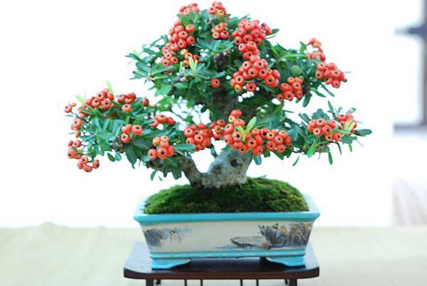 DSC_7624.jpg DSC_7624.jpg