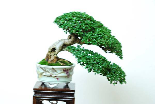 DSC_7625.jpg DSC_7625.jpg