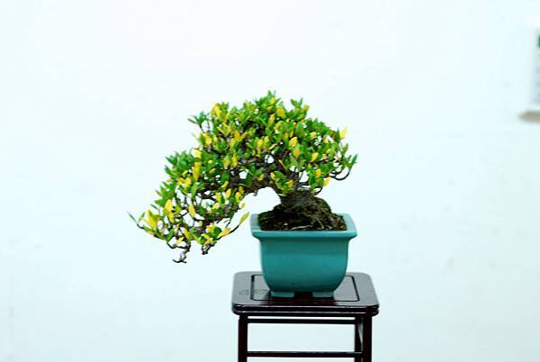 DSC_7628.jpg DSC_7628.jpg