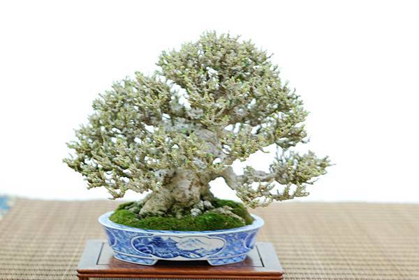 DSC_7645.jpg DSC_7645.jpg