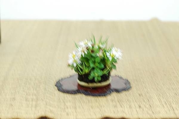 DSC_7657.jpg DSC_7657.jpg