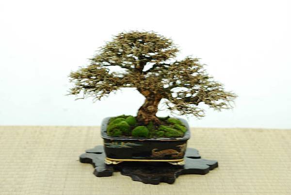 DSC_7664.jpg DSC_7664.jpg