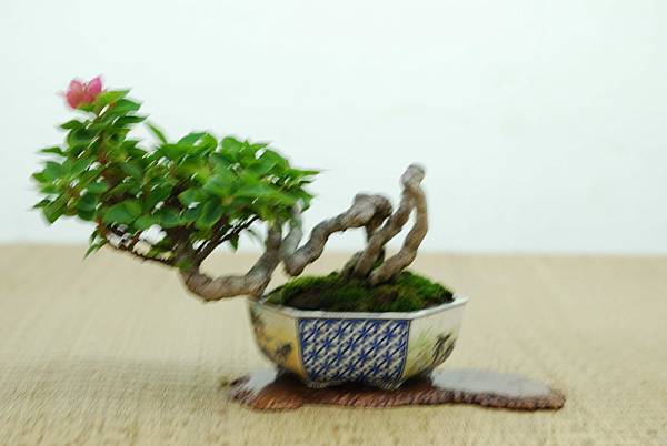 DSC_7663.jpg DSC_7663.jpg