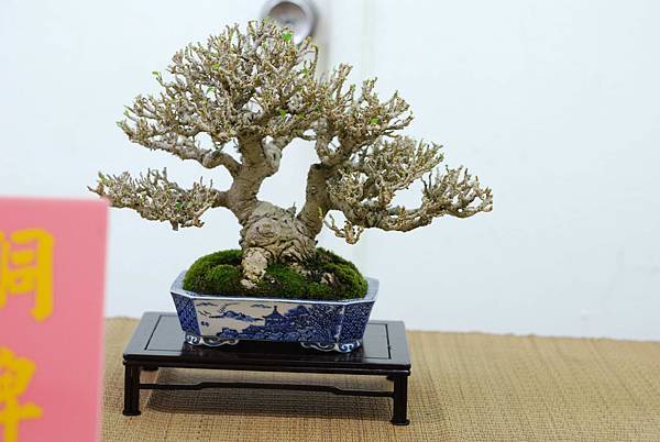 DSC_7668.jpg DSC_7668.jpg