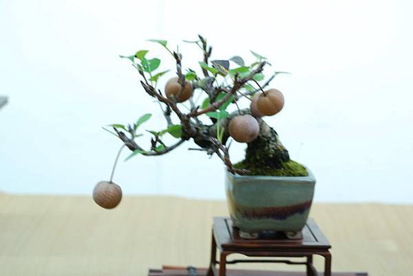 DSC_7679.jpg DSC_7679.jpg