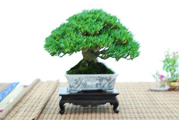 DSC_7683.jpg DSC_7683.jpg