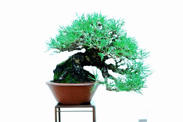 DSC_7688.jpg DSC_7688.jpg