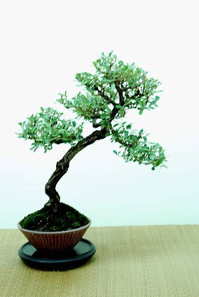 DSC_7698.jpg DSC_7698.jpg