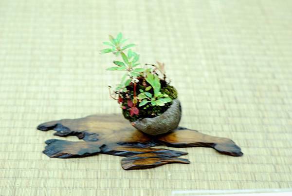 DSC_7699.jpg DSC_7699.jpg