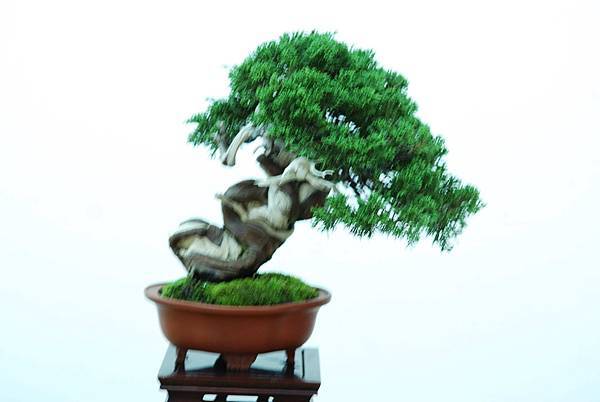 DSC_7703.jpg DSC_7703.jpg