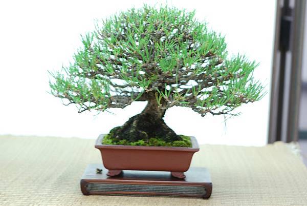 DSC_7704.jpg DSC_7704.jpg