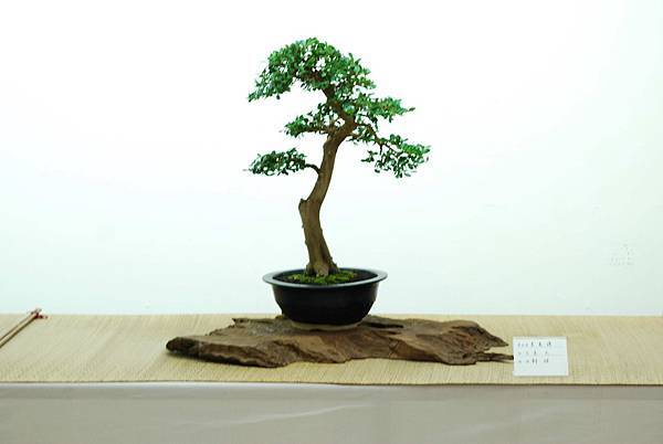 DSC_7713.jpg DSC_7713.jpg