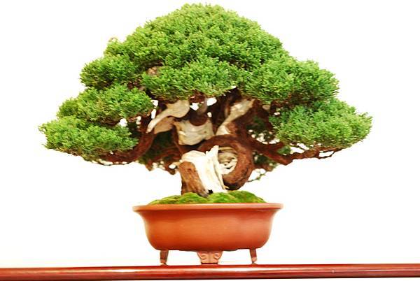 DSC_7743.jpg DSC_7743.jpg