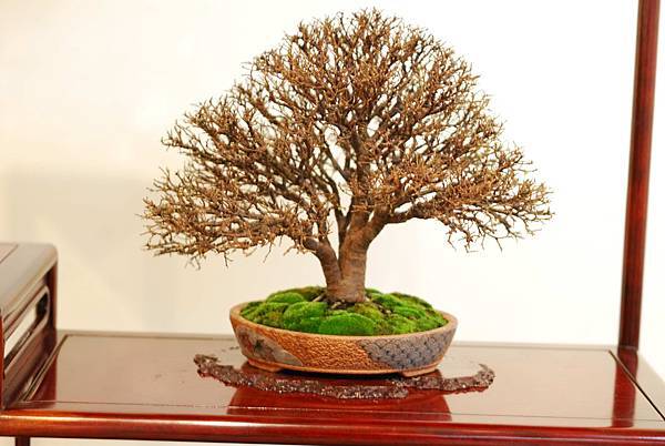 DSC_7746.jpg DSC_7746.jpg