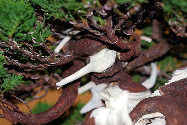 DSC_7761.jpg DSC_7761.jpg