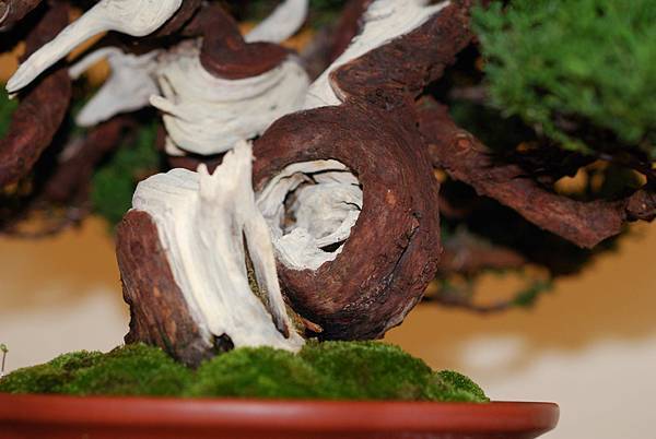 DSC_7763.jpg DSC_7763.jpg