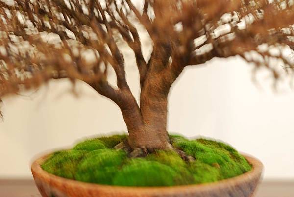 DSC_7770.jpg DSC_7770.jpg