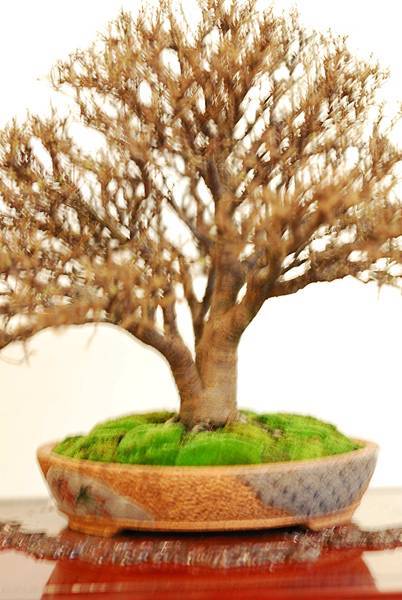 DSC_7776.jpg DSC_7776.jpg